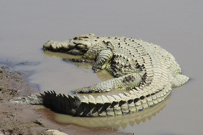 Крокодил откусил часть конечности справлявшему в океан нужду туристу