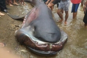 Филиппинские рыбаки поймали в сети редкую акулу-монстра