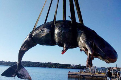 Беременную самку кита нашли мертвой с полным желудком пластика