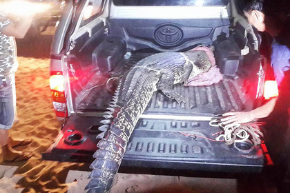 На Пхукете поймали плававшего у пляжей трехметрового крокодила