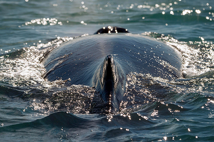 В Австралии из-за атаковавшего лодку кита пострадали четыре туриста