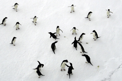 Туристам предложили 12-часовые туры в Антарктику за 10 тысяч долларов