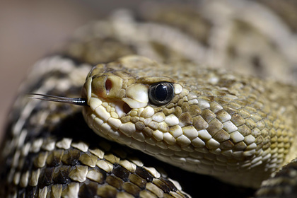 Укушенный ядовитой змеей турист потерял сознание и умер