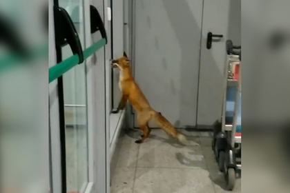Дикое животное ворвалось в московский аэропорт