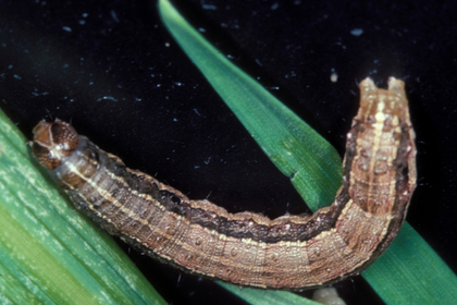 Голодные личинки поставили под угрозу сельское хозяйство по всему миру