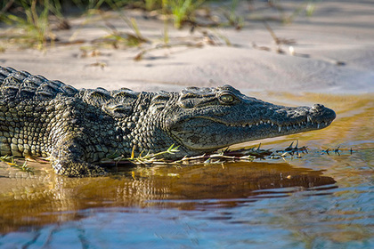 Крокодил напал на нырнувшего в бассейн сотрудника мексиканского отеля