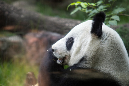 В Китае создадут первый в мире туристический маршрут для любителей панд